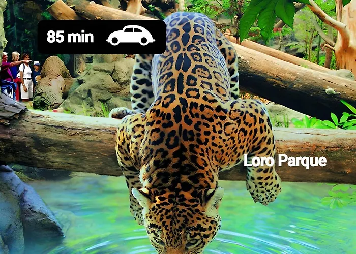 Palms2beach - 200m Met Airco En Wifi Los Cristianos (Tenerife)